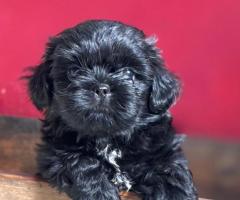 Adorable shitzu black pups available in chennai