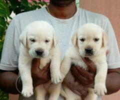 Home litter Original Labrador Puppies available with us 9710430367