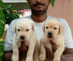 Home litter Original Labrador Puppies available with us 9710430367