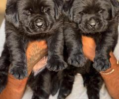 Jumbo size Black Labrador Puppies for sale chennai