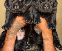Jumbo size Black Labrador Puppies for sale chennai
