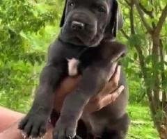 Great Dane black colour Pups in chennai kolathur