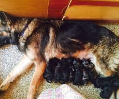 Double Bush coat "German Shepherd" puppies ☎️ 7200349948