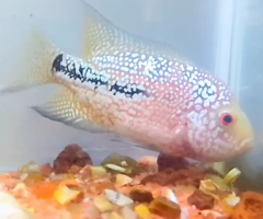 Urgent sale - F2 dualtone kamfa