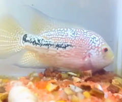 Urgent sale - F2 dualtone kamfa