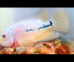 Urgent sale - F2 dualtone kamfa