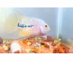 Urgent sale - F2 dualtone kamfa