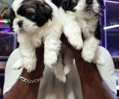 Adorable shitzu male pups available in chennai