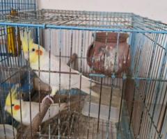 Lutino cockatiel-Rs 750 only