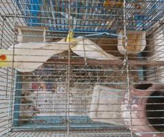 Lutino cockatiel-Rs 750 only