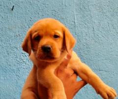 8754615589 lab puppies available in Chennai con for more information