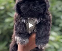 Top quality shitzu puppies available call me 9363507478