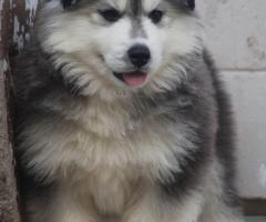 Top quality husky puppies available call me 9363507478