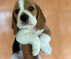 Begale  and German Shepherd puppies available call me 9363507478