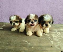 8754615589 cute shihtzu puppies available in Chennai