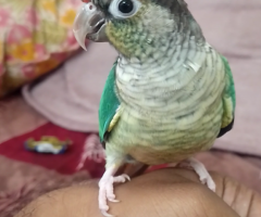 Blue conure looking for new home