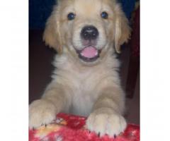 Cute Golden Retriever Puppy – Home Raised & Healthy