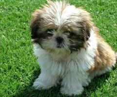 Cute Shih Tzu Puppy – Home Raised and Healthy Chennai