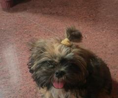 Shizu 10 months puppy sale