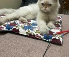 ???? Cat for Adoption – Meet Snowy ❄️