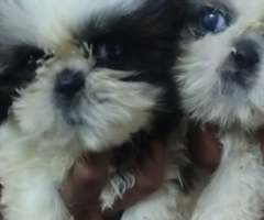 Good quality Shih Tzu puppies available in Chennai