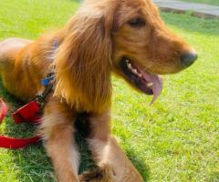 Male Cocker Spaniel puppy for Sale