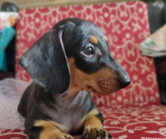 9444260248 Dachshund breed puppies