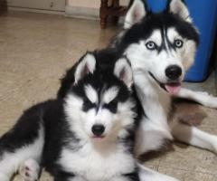 Top Quality "Siberian Husky" Puppies For sale in Chennai ???? 9710430367 Call or whatsapp