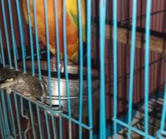 Sun conure adult 3years male for sale