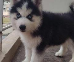 Top quality husky puppies available call me 9363507478