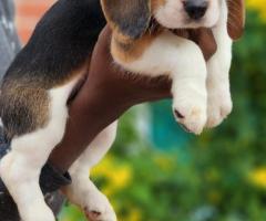 Begale puppies available call me 9363507478