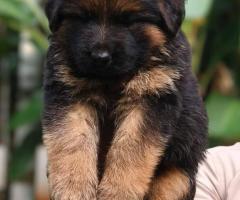 German Shepherd call me 9363507478