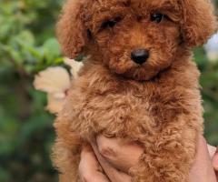 Toy poodle puppy available