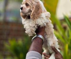 American cocker spaniel  call me 9363507478