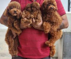 Pure Original Toy poodle Puppies for sale in chennai ❤️ 9710430367 Call or whatsapp