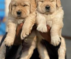 Premium Quality Golden Retriever Puppies for sale ❤️ 9710430367 call or whatsapp