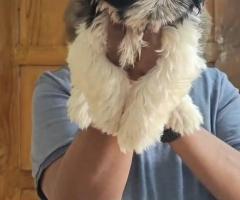 quality shitzu puppies available call me 9363507478