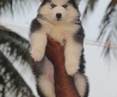 Husky puppies available call me 9363507478