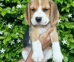 Top quality Begale  and German Shepherd puppies available call me 9363507478