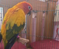 Sun conure for sale