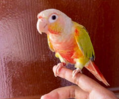 2 Small Conures Chennai