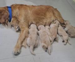 CUTE BABIES GOLDEN RETRIEVER AVAILABLE IN CHENNAI 8838311044
