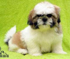 Cute shitzu puppies available call me 9363507478