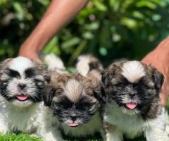Cute shitzu puppies available call me 9363507478
