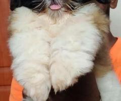 Cute shitzu puppies available call me 9363507478