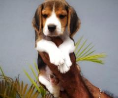 Cute Beagle puppies  available  call me 9363507478