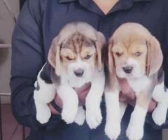 Cute Beagle puppies  available  call me 9363507478