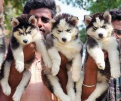 Wolly husky puppies  available  call me 9363507478