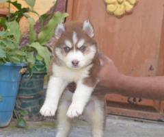 Wolly husky puppies  available  call me 9363507478