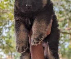 Long coat gsd puppies  available  call me 9363507478